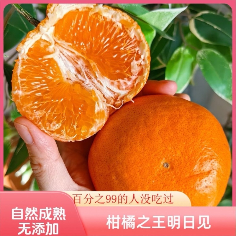四川产地明日见