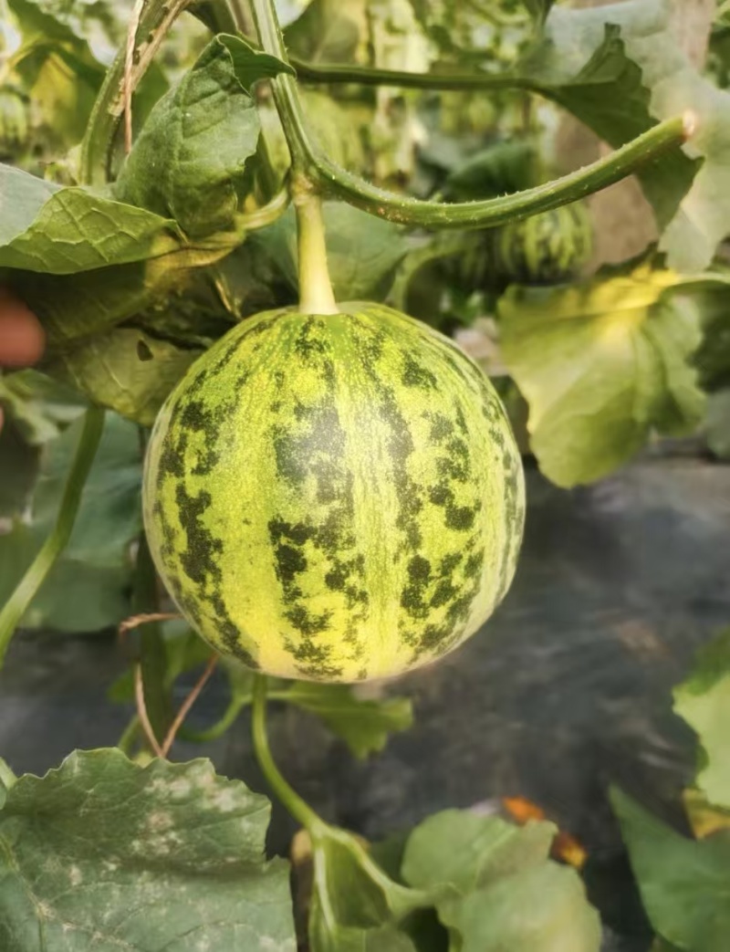 【重磅推荐】花美人甜瓜/花蕾甜瓜/产地直发/量大从优