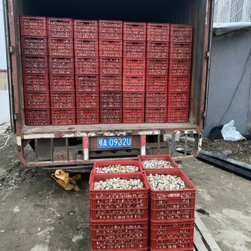 养殖场长期大量出售精品鹌鹑蛋