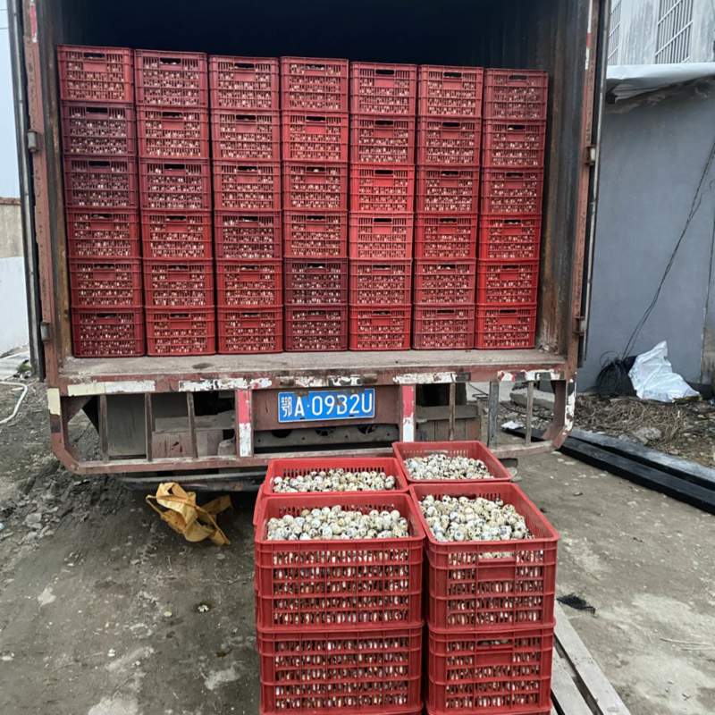 养殖场长期大量出售精品鹌鹑蛋