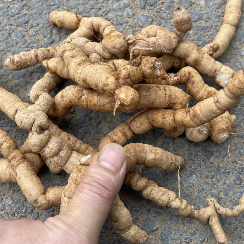 新鲜巴戟天