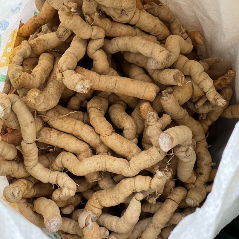 新鲜巴戟天