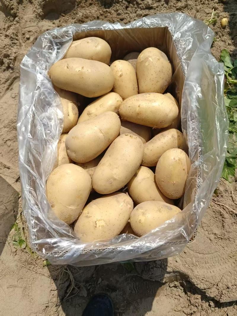 福建产地精品土豆有荷兰，希森，V7，长磊8，㓇土