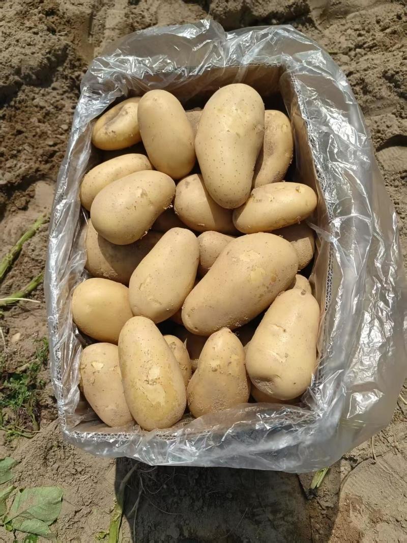 福建产地精品土豆有荷兰，希森，V7，长磊8，㓇土
