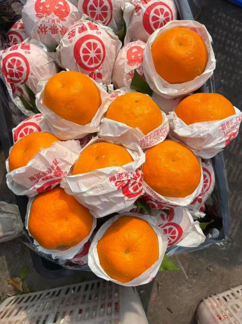 春见耙耙柑