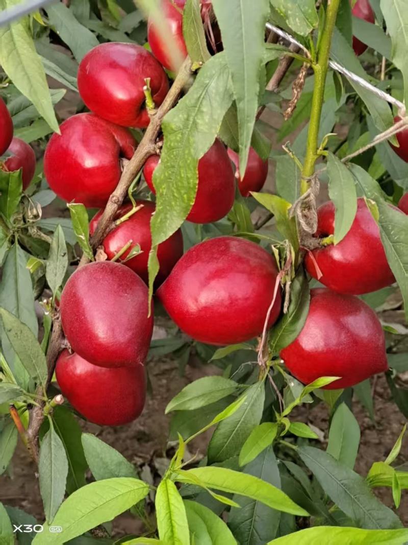 大棚油桃