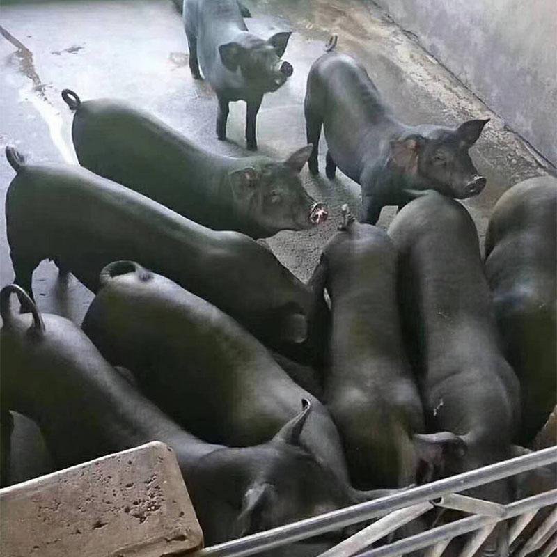 (推荐)山东猪场仔猪（杜洛克，沂蒙黑)防疫严格，代发全国