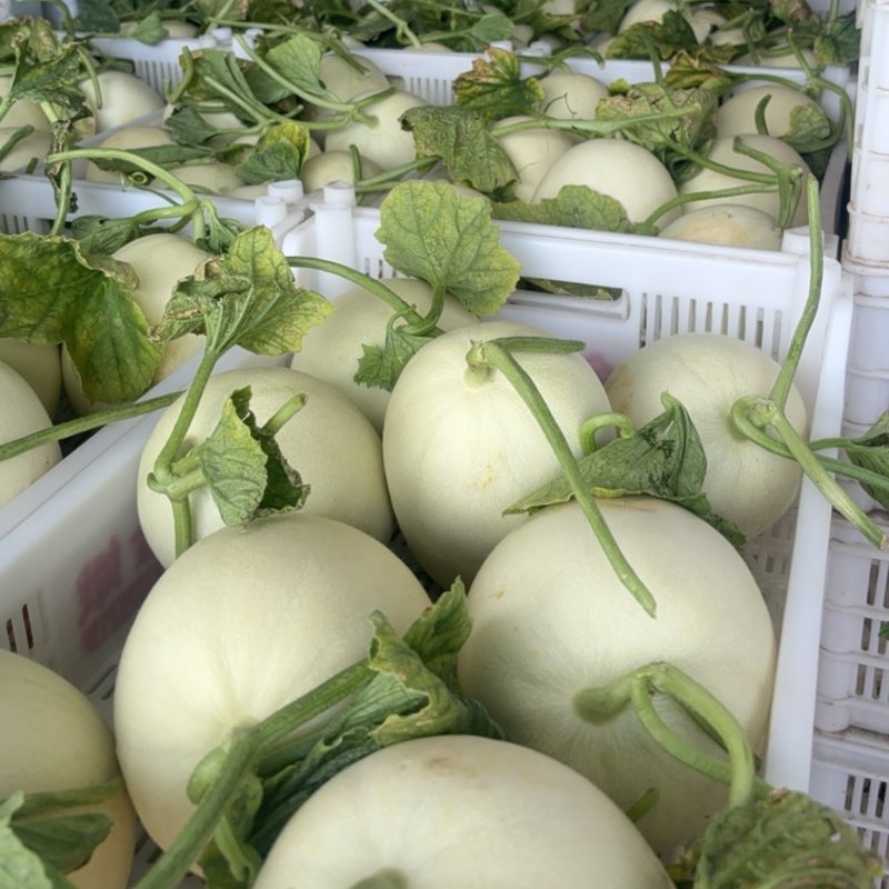 浦东大团玉菇甜瓜