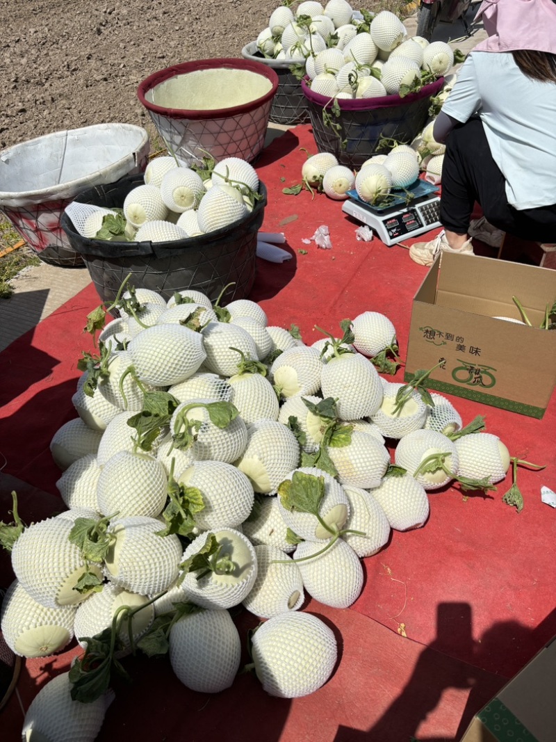 浦东大团玉菇甜瓜