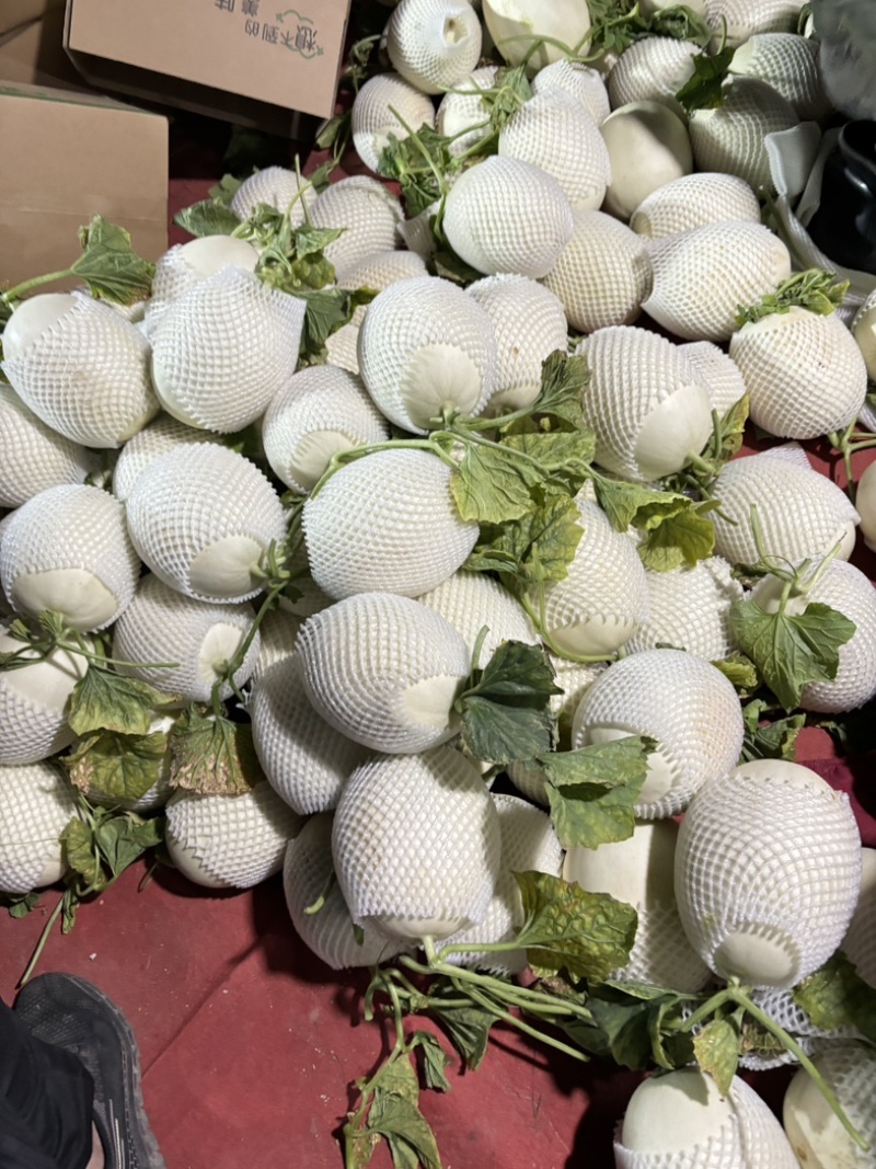 浦东大团玉菇甜瓜