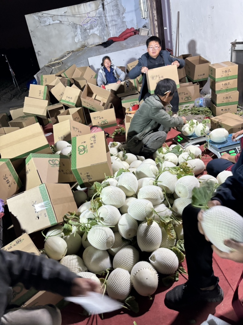 浦东大团玉菇甜瓜