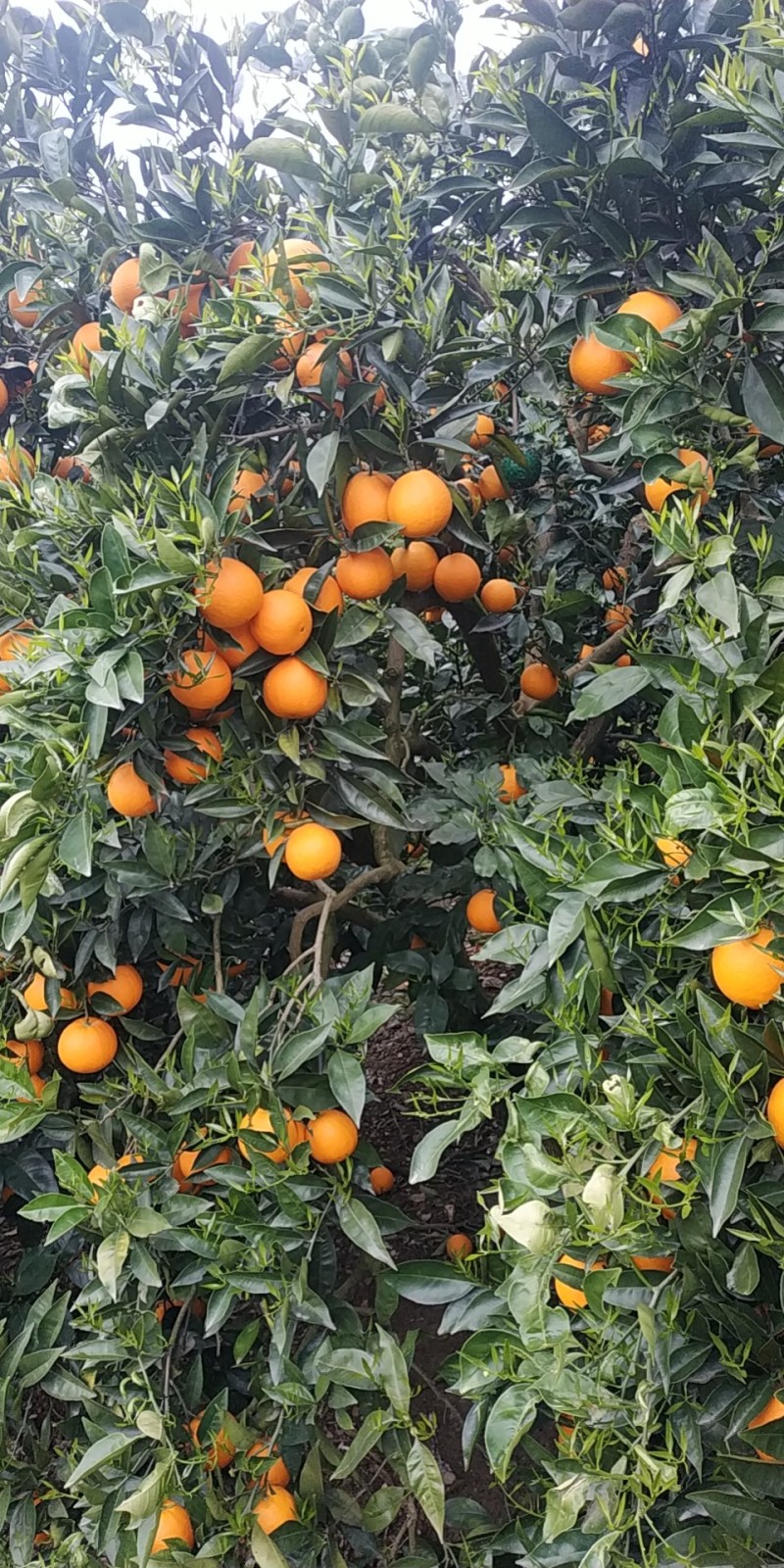 果农自种奉节脐橙，欢迎产地看货定价，