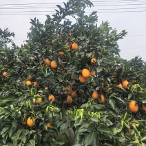 果农自种奉节脐橙，欢迎产地看货定价，