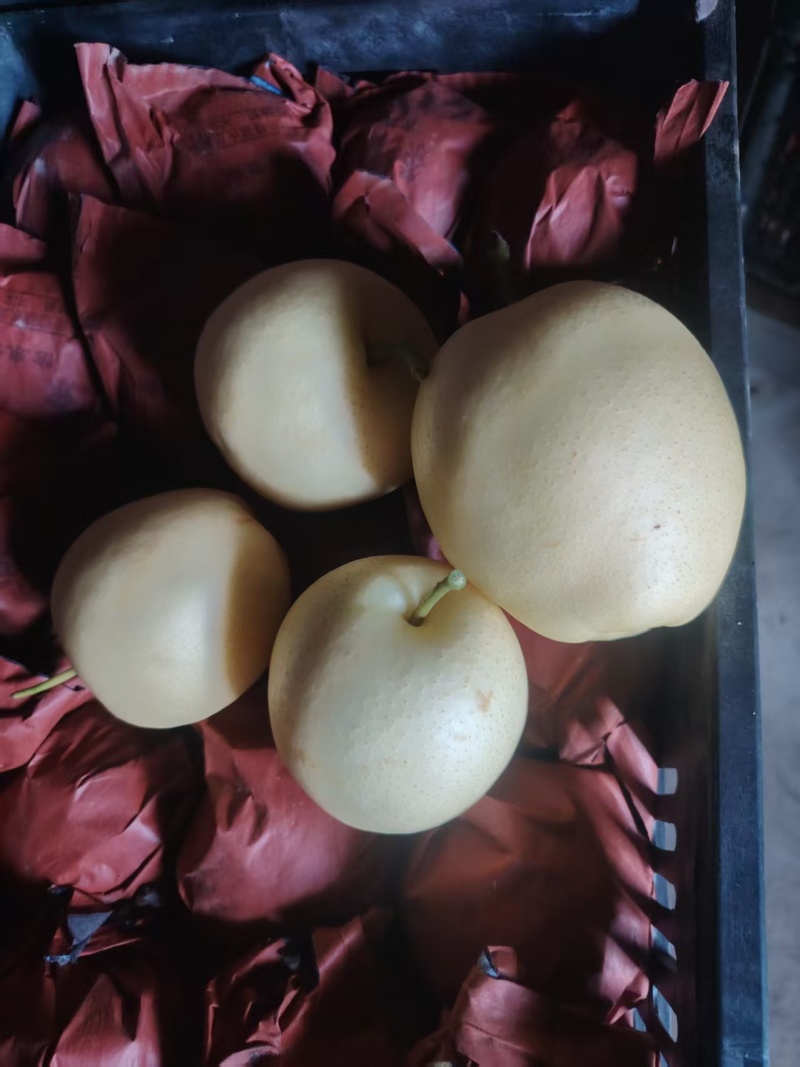 景泰精品皇冠，口感香甜，光泽亮丽，皮溥肉厚，属优质产品！