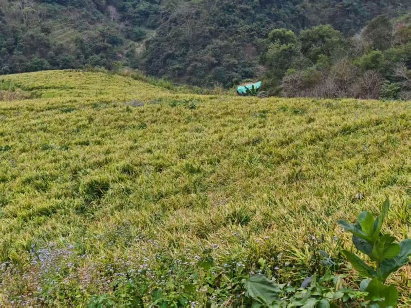 云南小黄姜1.5一斤（600米海拔在地）
