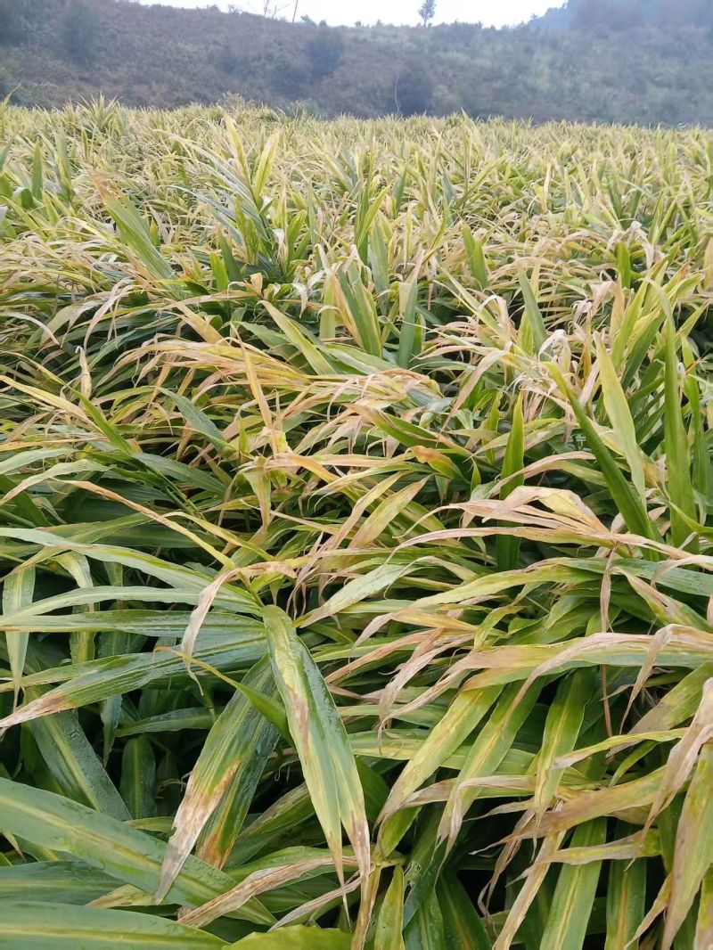 云南小黄姜1.5一斤（600米海拔在地）