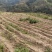 云南小黄姜1.5一斤（600米海拔在地）