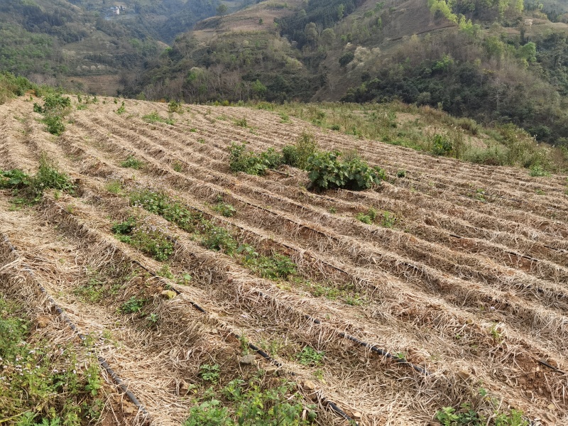 云南小黄姜1.5一斤（600米海拔在地）