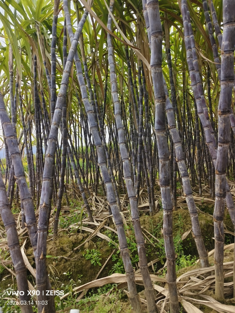 柳州东泉黑皮甘蔗广西甘蔗大量供应可视频看货欢迎来电