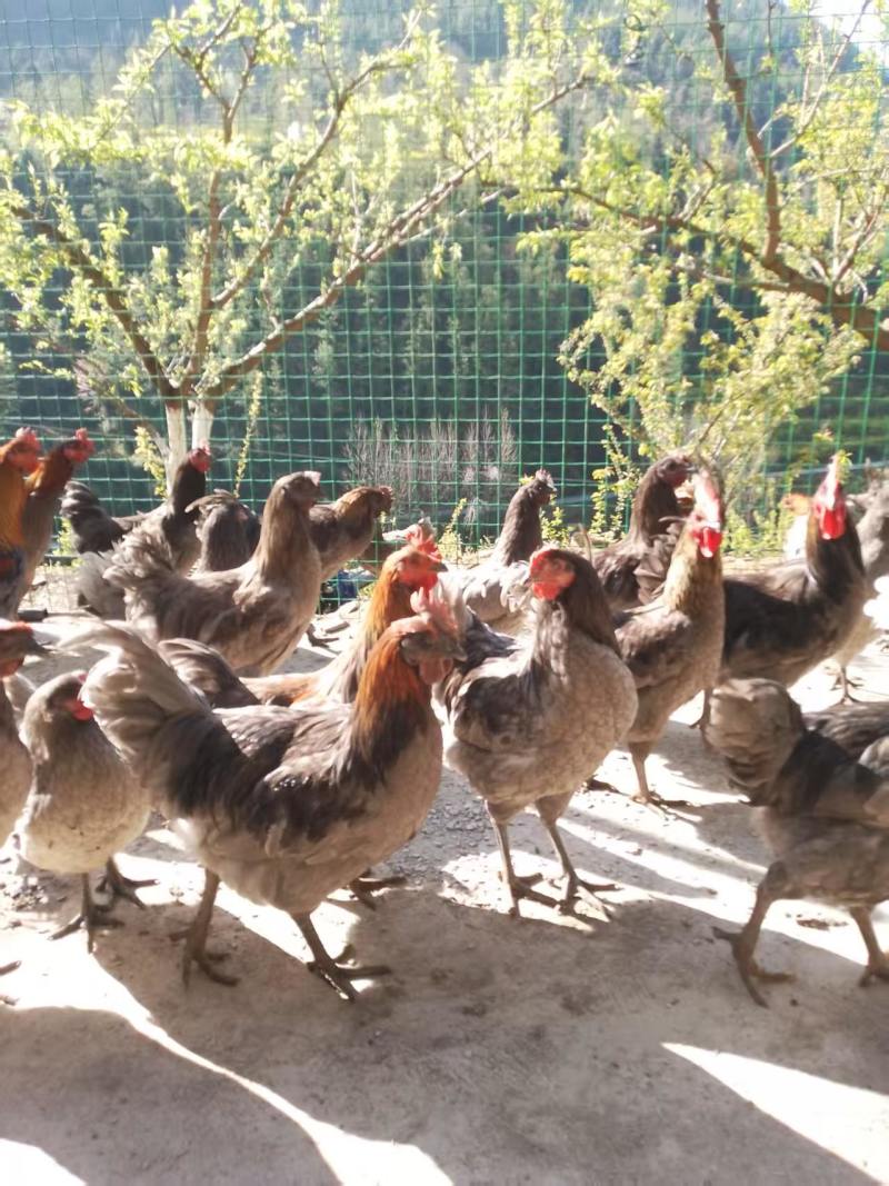 杂粮喂养、果园散养跑山土鸡