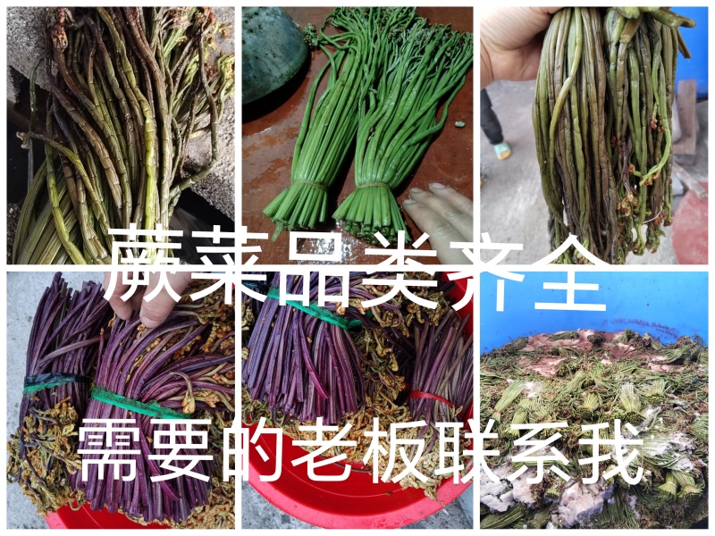 蕨菜系列