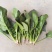 露天菠菜