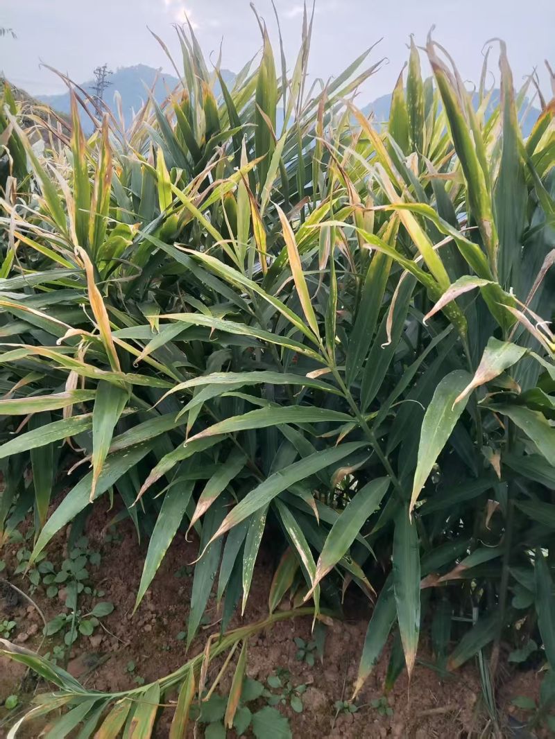云南小黄姜1.5一斤（600米海拔在地）