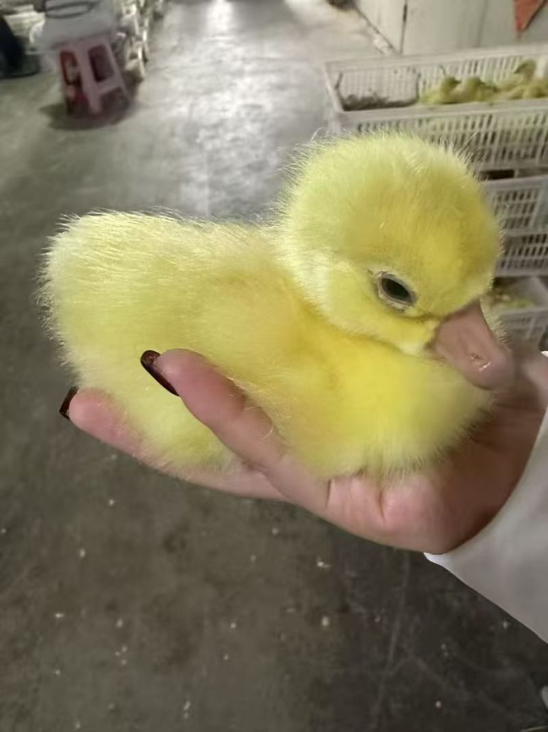大品种蛋大三花鹅肉鹅苗，预防齐全包活到家