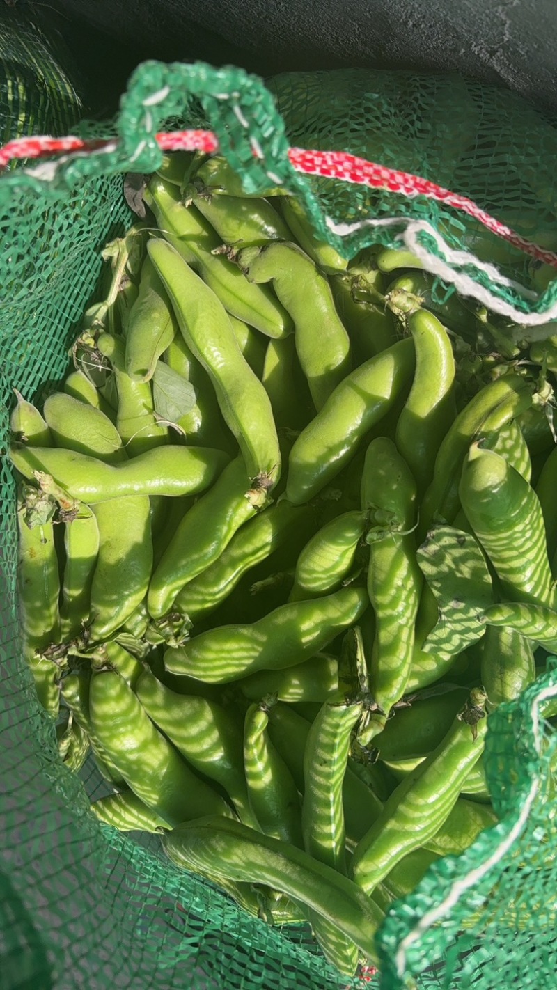 精品蚕豆