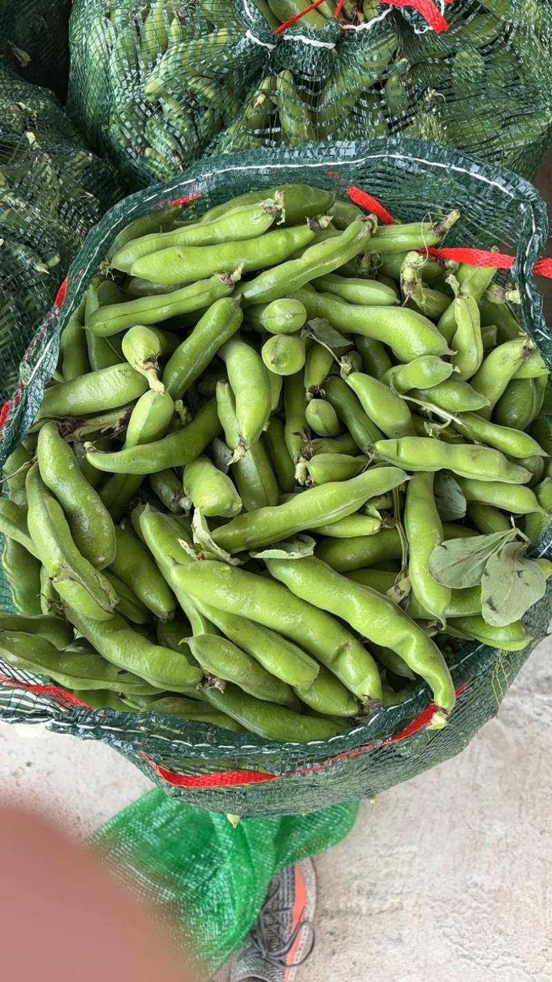 精品蚕豆