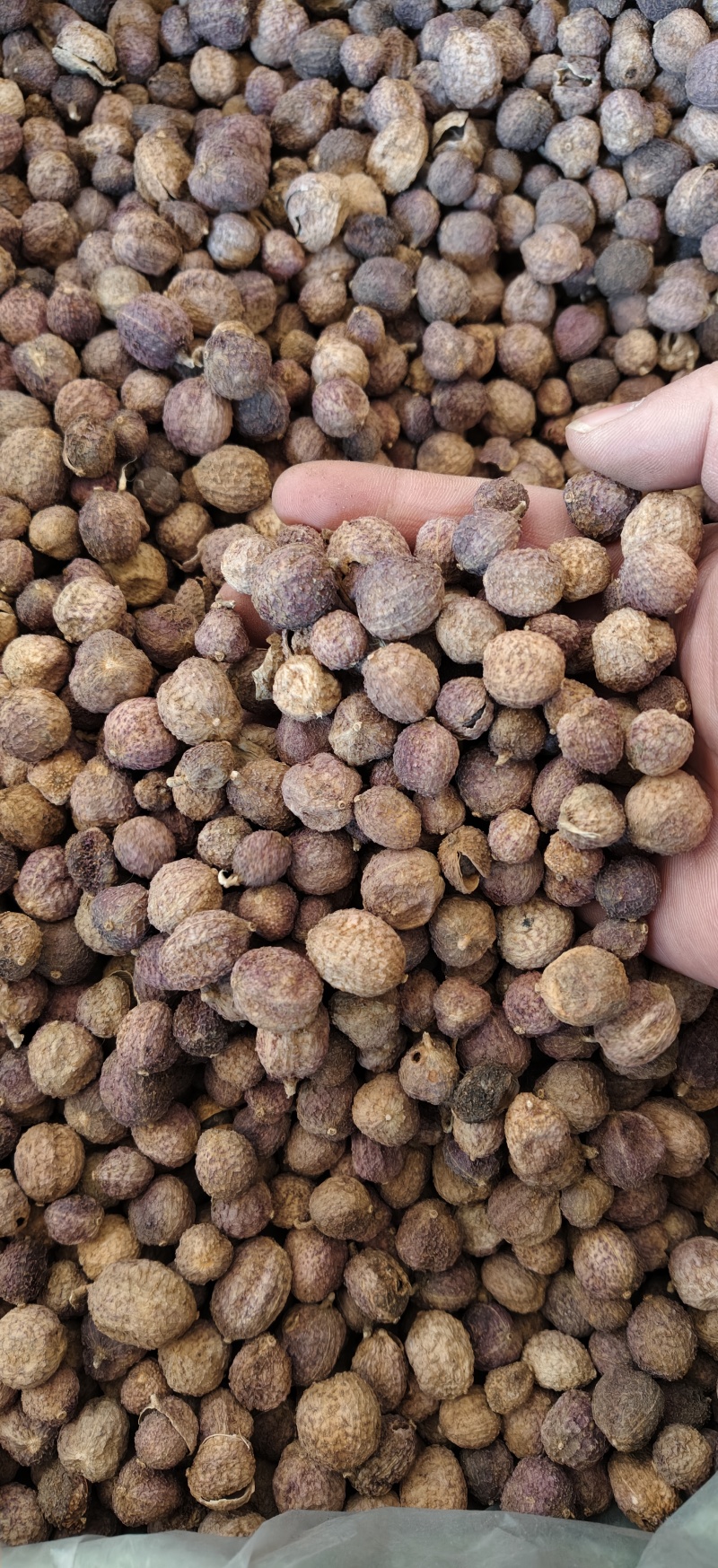 壳砂砂仁带皮长果砂仁无硫干货各种中药材