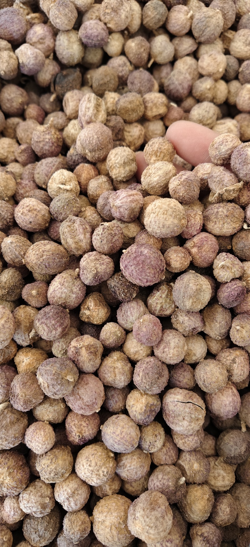 壳砂砂仁带皮长果砂仁无硫干货各种中药材
