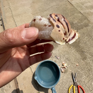 元宝虎纹蟹脚，满肉