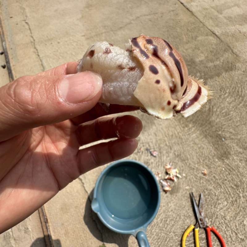 元宝虎纹蟹脚，满肉
