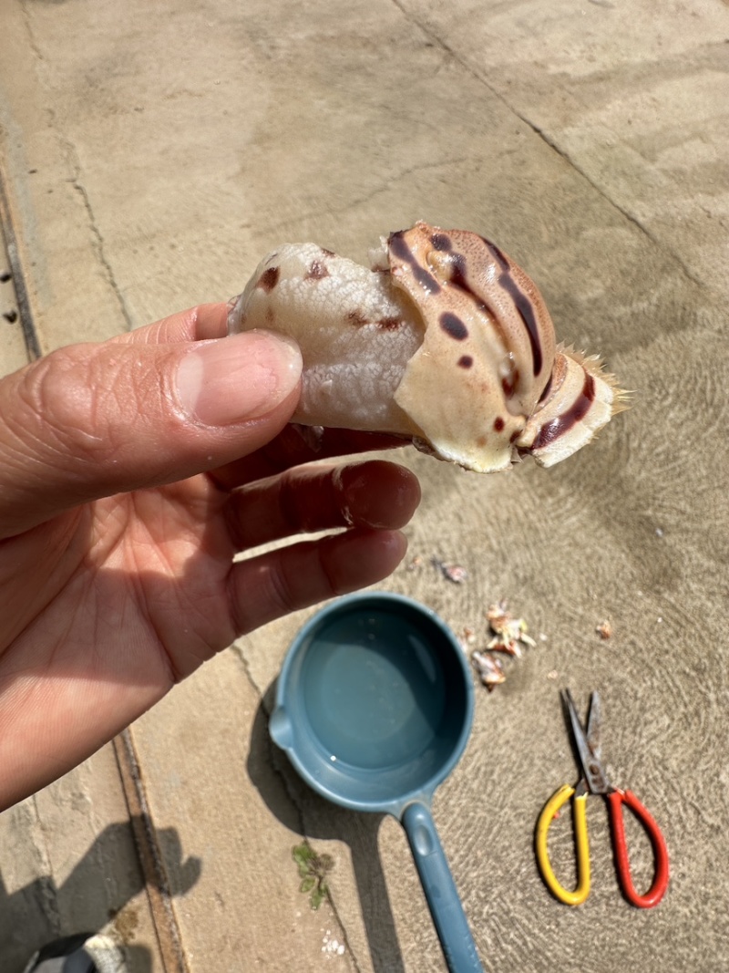 元宝虎纹蟹脚，满肉