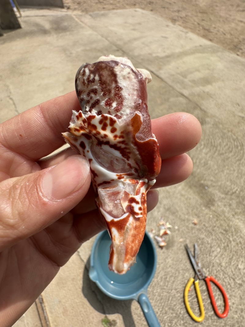 元宝虎纹蟹脚，满肉