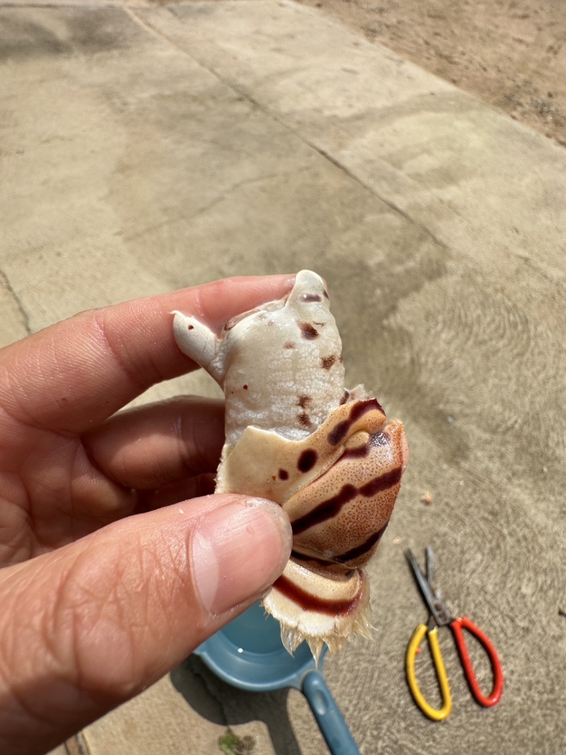元宝虎纹蟹脚，满肉