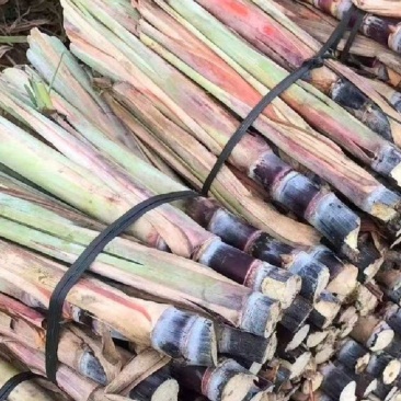 柳州甘蔗种苗大量上市，一手货源，基地直发，品质保障