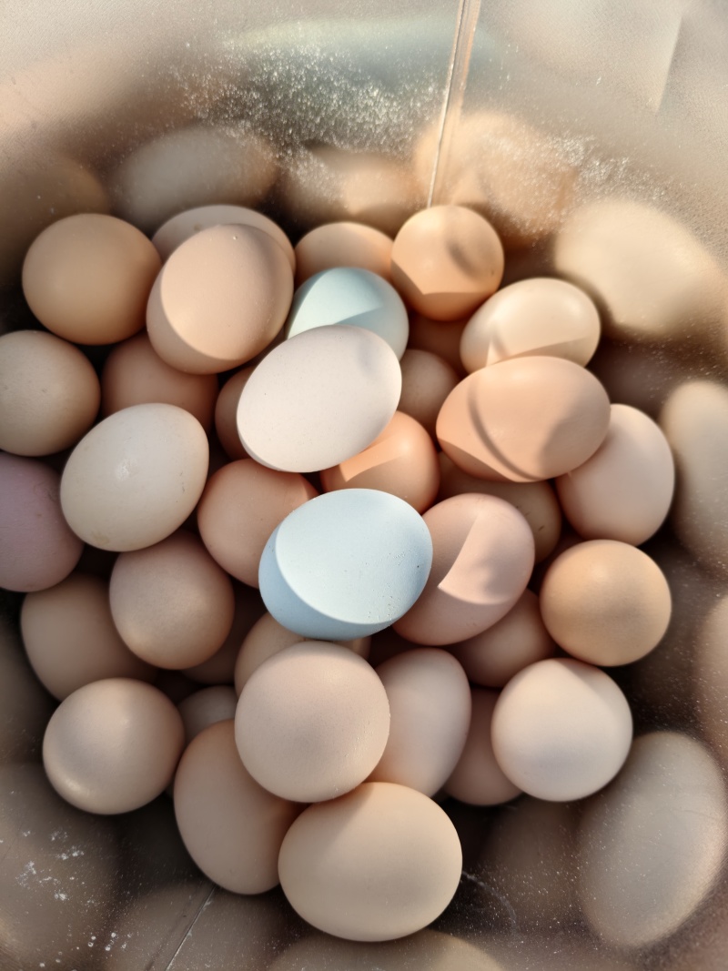 散养纯粮食喂养笨鸡蛋