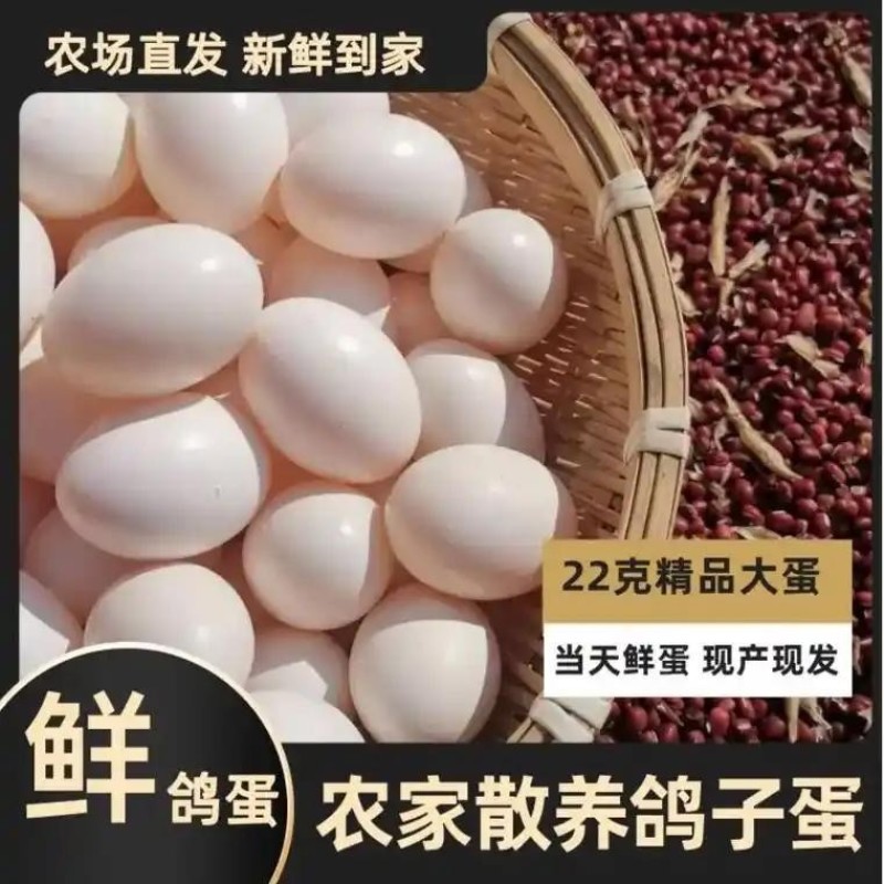 1.河北邢台鸽子蛋养殖场直供新鲜现捡量大价优