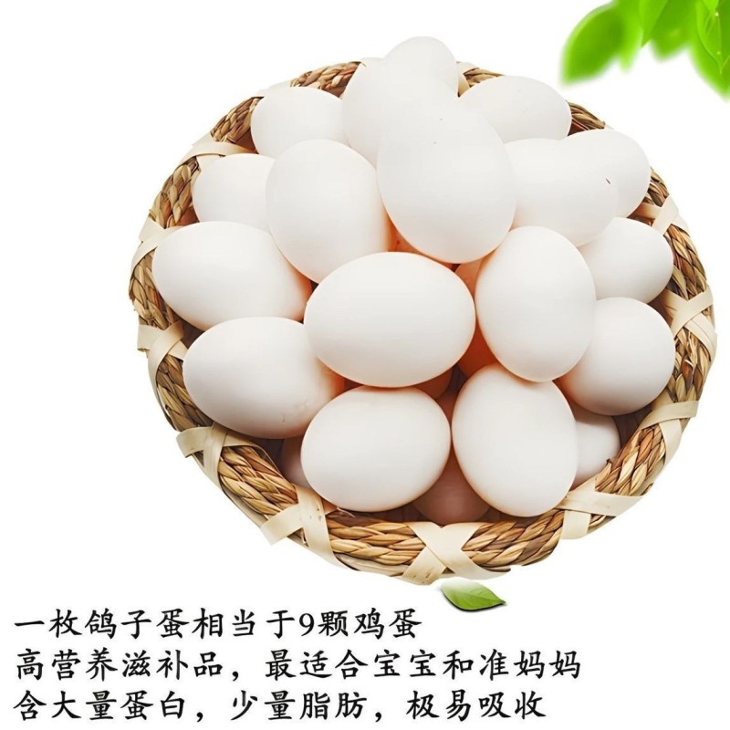 1.河北邢台鸽子蛋养殖场直供新鲜现捡量大价优