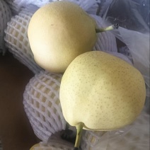 精品早酥梨大量供应货源充足量大从优，价格可谈
