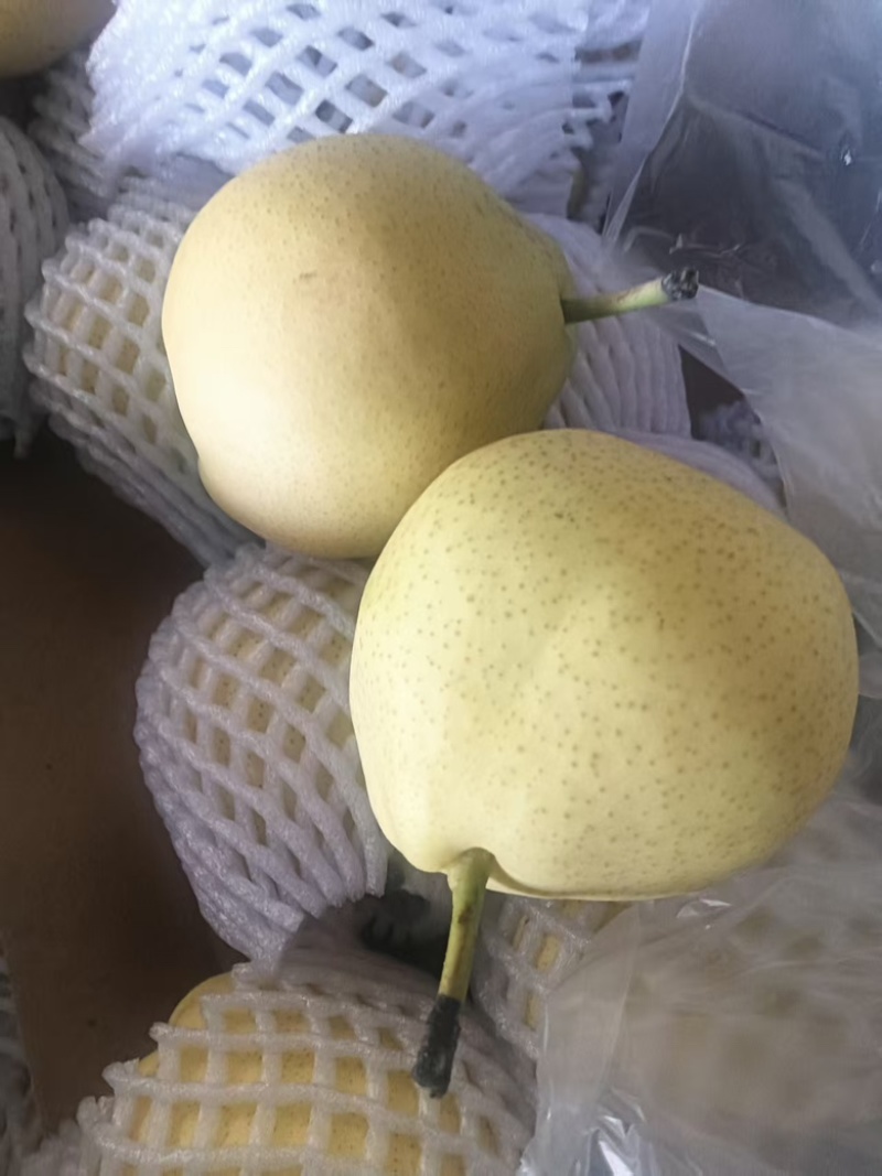 精品早酥梨大量供应货源充足量大从优，价格可谈