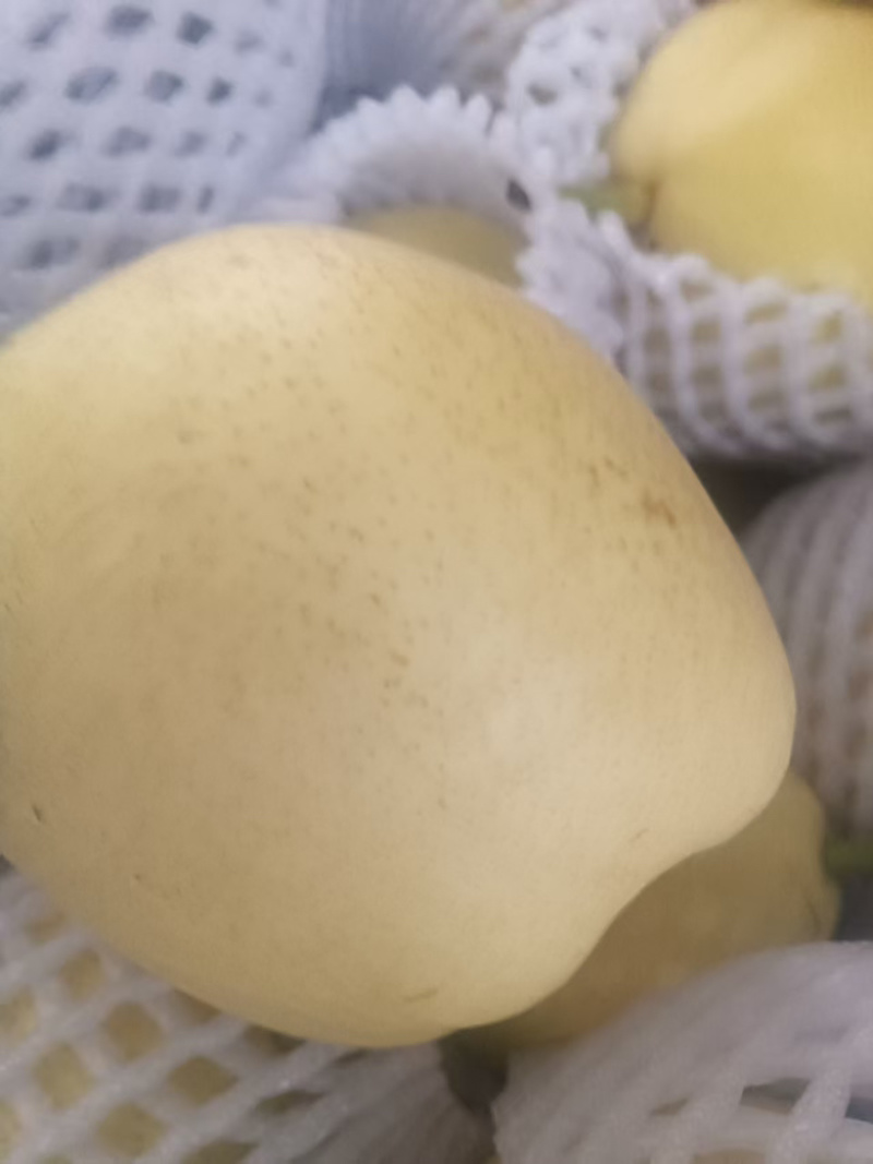 精品早酥梨大量供应货源充足量大从优，价格可谈