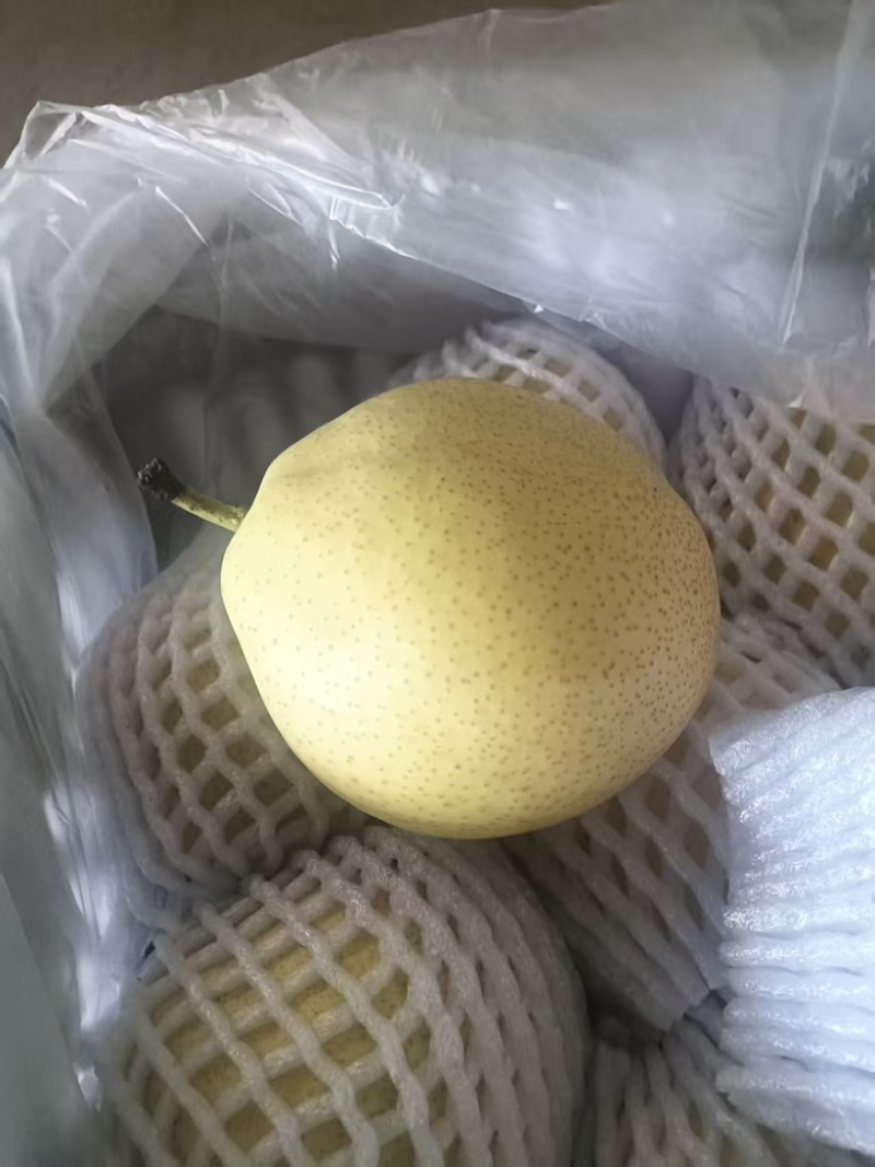 精品早酥梨大量供应货源充足量大从优，价格可谈