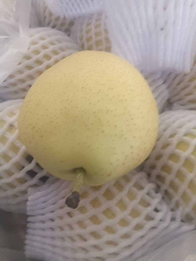 精品早酥梨大量供应货源充足量大从优，价格可谈