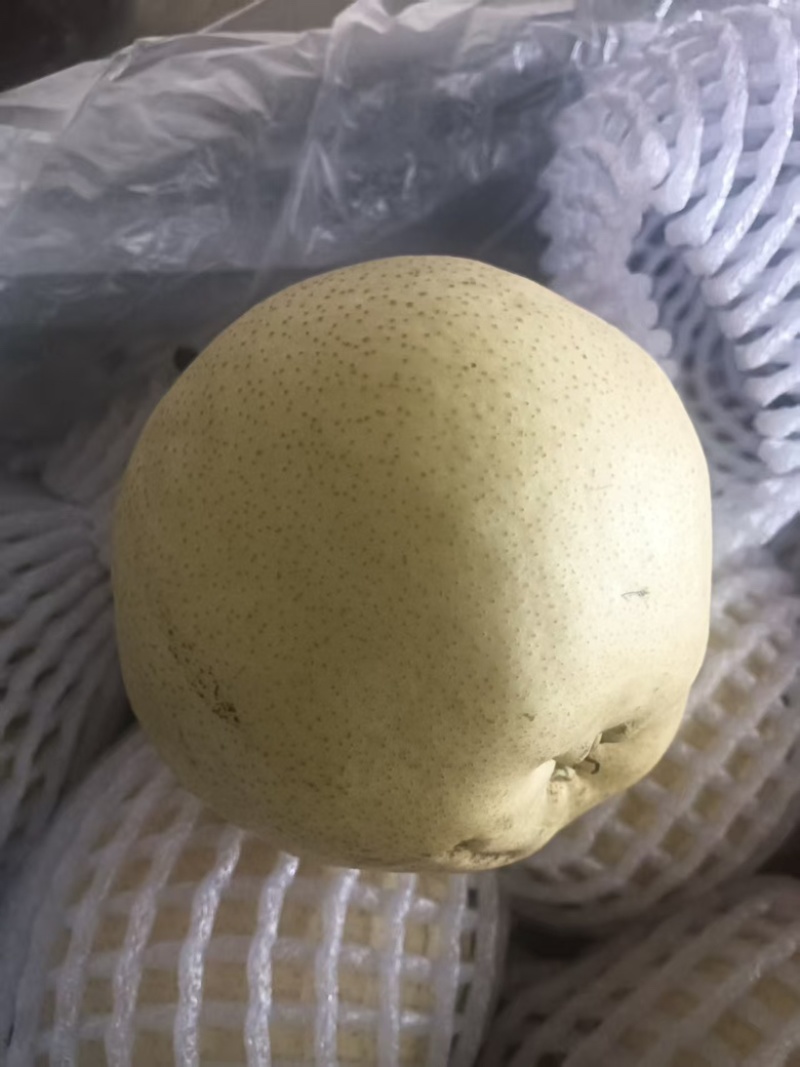 精品早酥梨大量供应货源充足量大从优，价格可谈