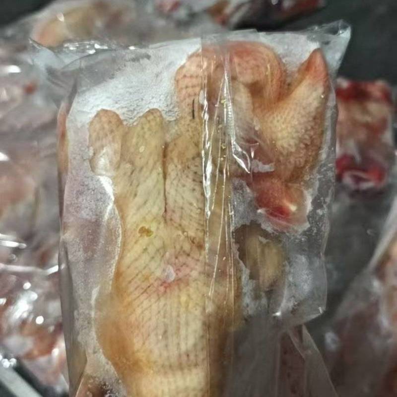 8-9两乳鸽4000只