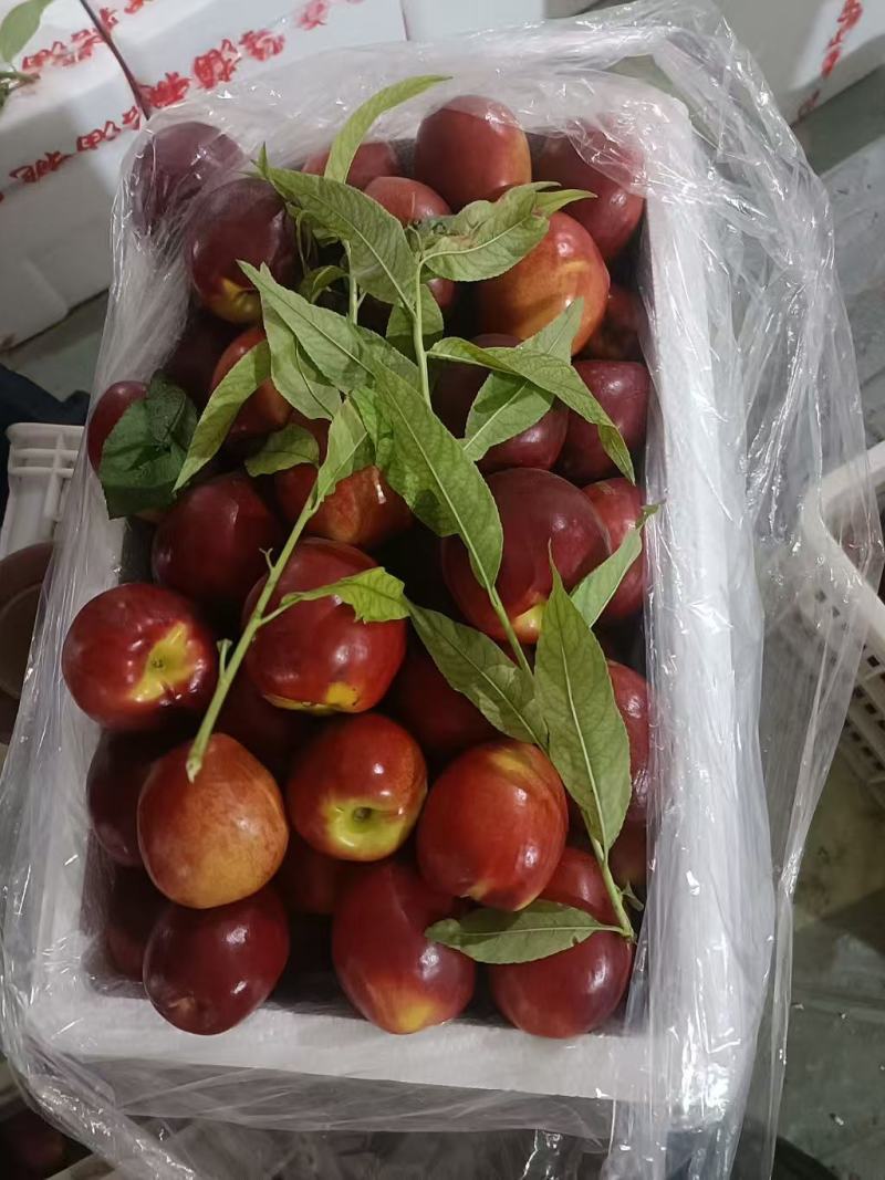 新品上市新鲜油桃中油4号现摘现发价格便宜一件代发