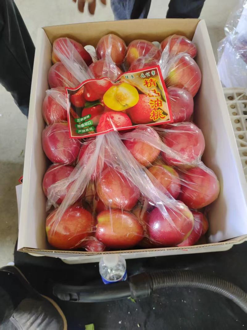 新品上市新鲜油桃中油4号现摘现发价格便宜一件代发